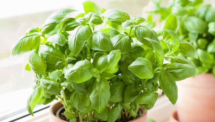 Albahaca, dónde plantarla para que sea fuerte, bella y frondosa: el lugar insospechado Albahaca, dónde plantarla para que sea fuerte, bella y frondosa: el lugar insospechado