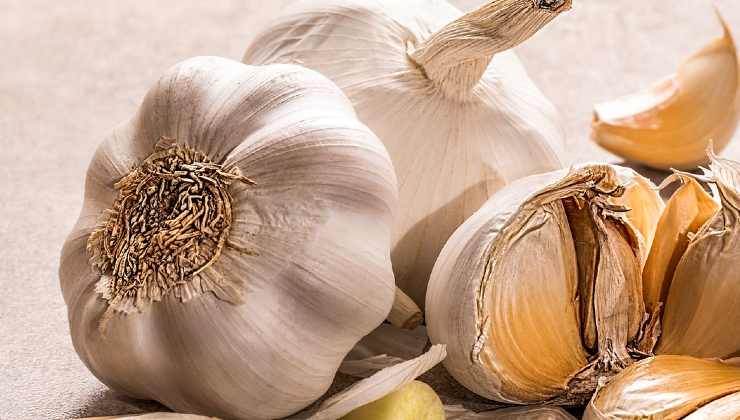 coltivare aglio Cultivo de ajo