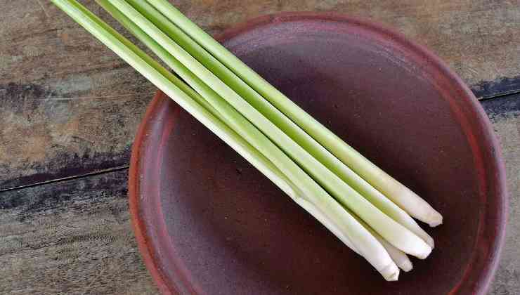 coltivare la citronella Cultivo de limoncillo