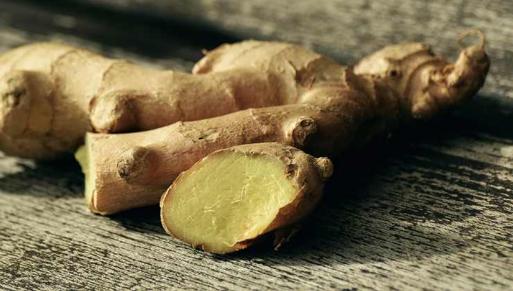 coltivare zenzero Cultivo de jengibre