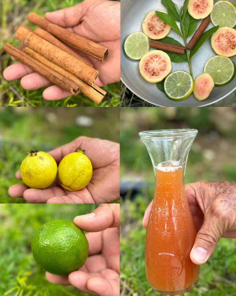 Té de Guayaba con Canela: Una Infusión Poderosa para Tu Salud Té de Guayaba con Canela: Una Infusión Poderosa para Tu Salud