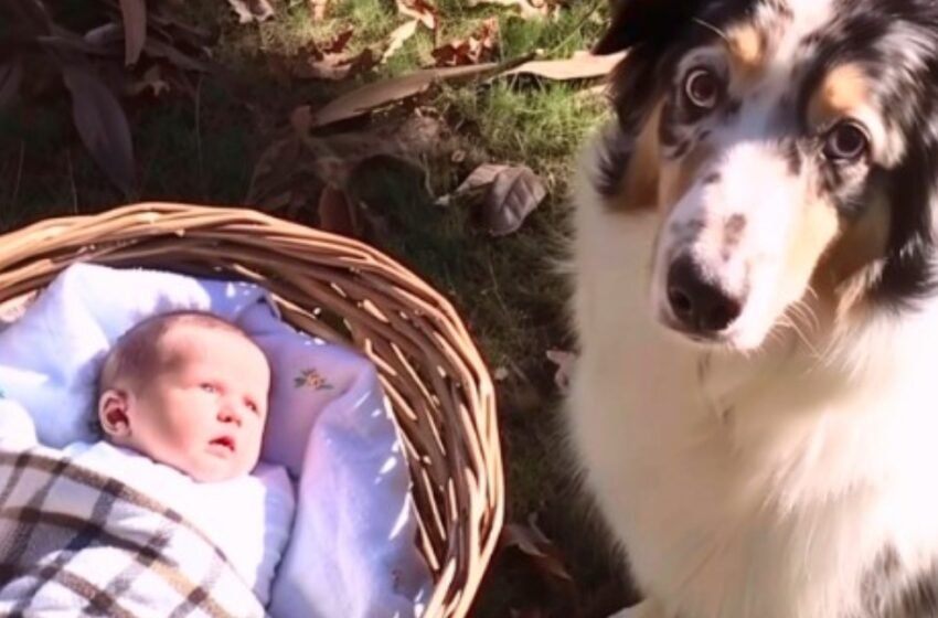Escuché a mi perro ladrar en el patio trasero: ¡Lo que encontré me dejó sin palabras!