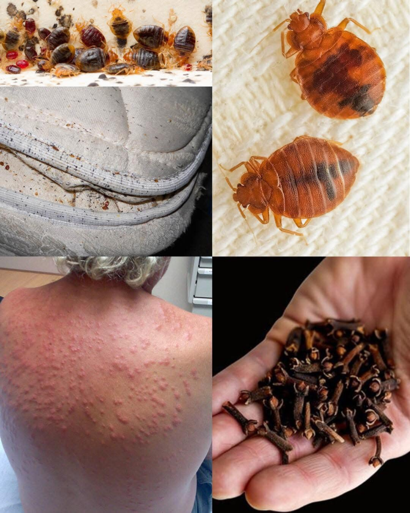 Control natural de plagas: uso de tierra de diatomeas y clavo de olor contra las chinches y más Control natural de plagas: uso de tierra de diatomeas y clavo de olor contra las chinches y más
