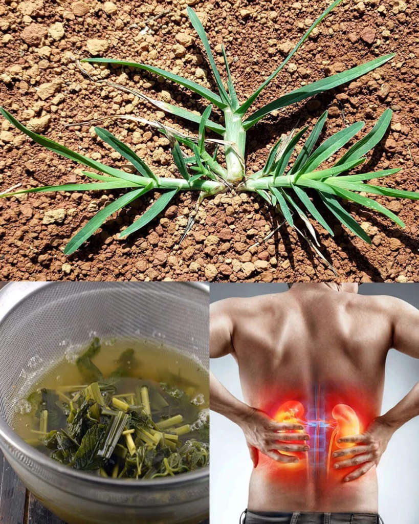 Eleusine indica (pasto de ganso): un aliado natural para la salud renal Eleusine indica (pasto de ganso): un aliado natural para la salud renal