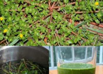 La mayoría de la gente no sabe lo importante que es esta planta: la Verdolaga