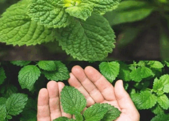 Cómo revivir o cultivar una hermosa menta usando estos secretos Solo sigue estos pasos
