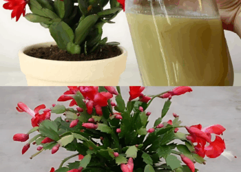 Viértelo en una maceta y no reconocerás tu CACTUS DE NAVIDAD bello