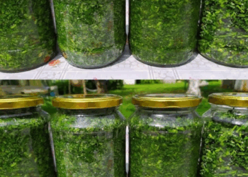 truco de la abuela para que tu perejil dure mucho mas