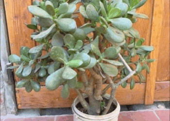 como florecer el arbol de la buena suerte jade