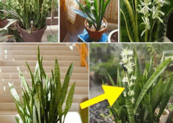 como hacer que florezca y permufes tu casa con lengua de suegra