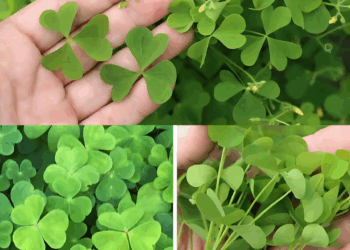 si la tienes no elimines nunca esta planta de tu jardin