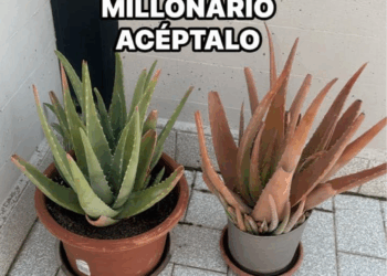 coloca esta planta en este lugar de tu hogar atrae
