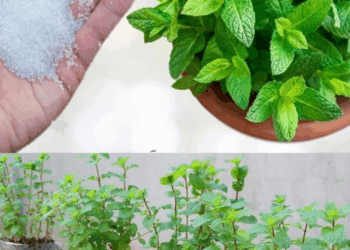 te comparto 10 razonas por las deberias desde hoy comenzar a cultivar menta