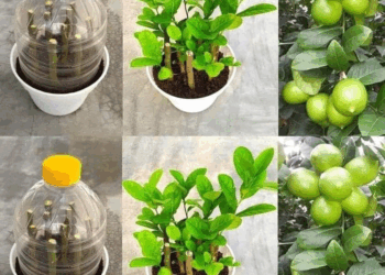 como puedo germinar semillas de limon en mi hogar