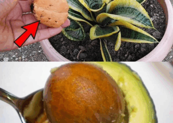 aprende a preparar este rico dip de aguacate