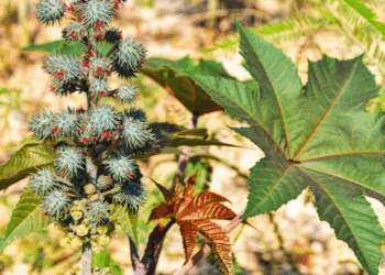 Usos Medicinales de la Higuereta: Recetas, Propiedades y Precauciones