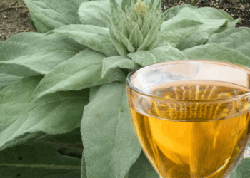 Gordolobo: 18 Beneficios de sus Hojas, Flores y Raíces + 3 Recetas y Propiedades