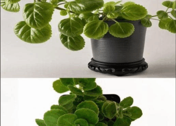 no lo que nunca te contaron sobre esta planta