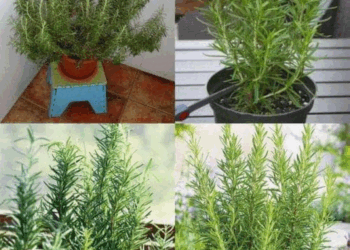 con solo una ramita podras cultivar tu propio romero