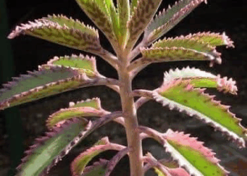 si tienes esta plante posees un verdadero tesoro