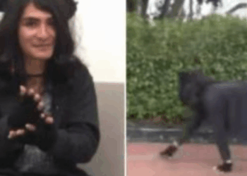 Joven estudiante aseguró que “se identifica como una pantera”: recorre la ciudad en cuatro patas